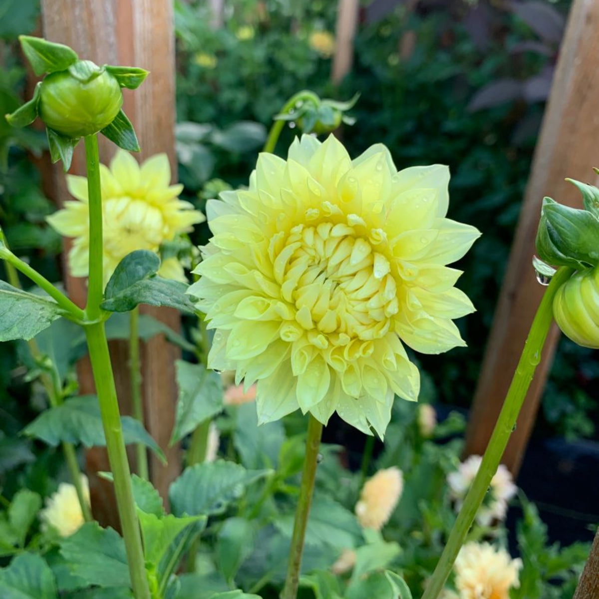 40+ Rare Seeds-A-Peeling Dahlia Seeds - Container, Beds & Cut Bouquets