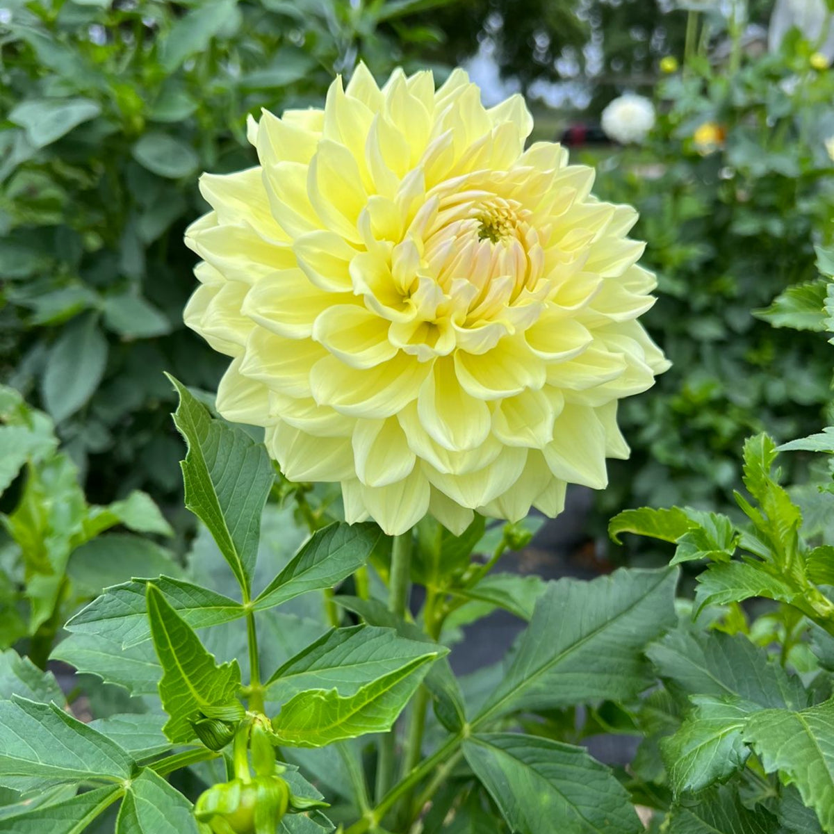 40+ Rare Seeds-A-Peeling Dahlia Seeds - Container, Beds & Cut Bouquets