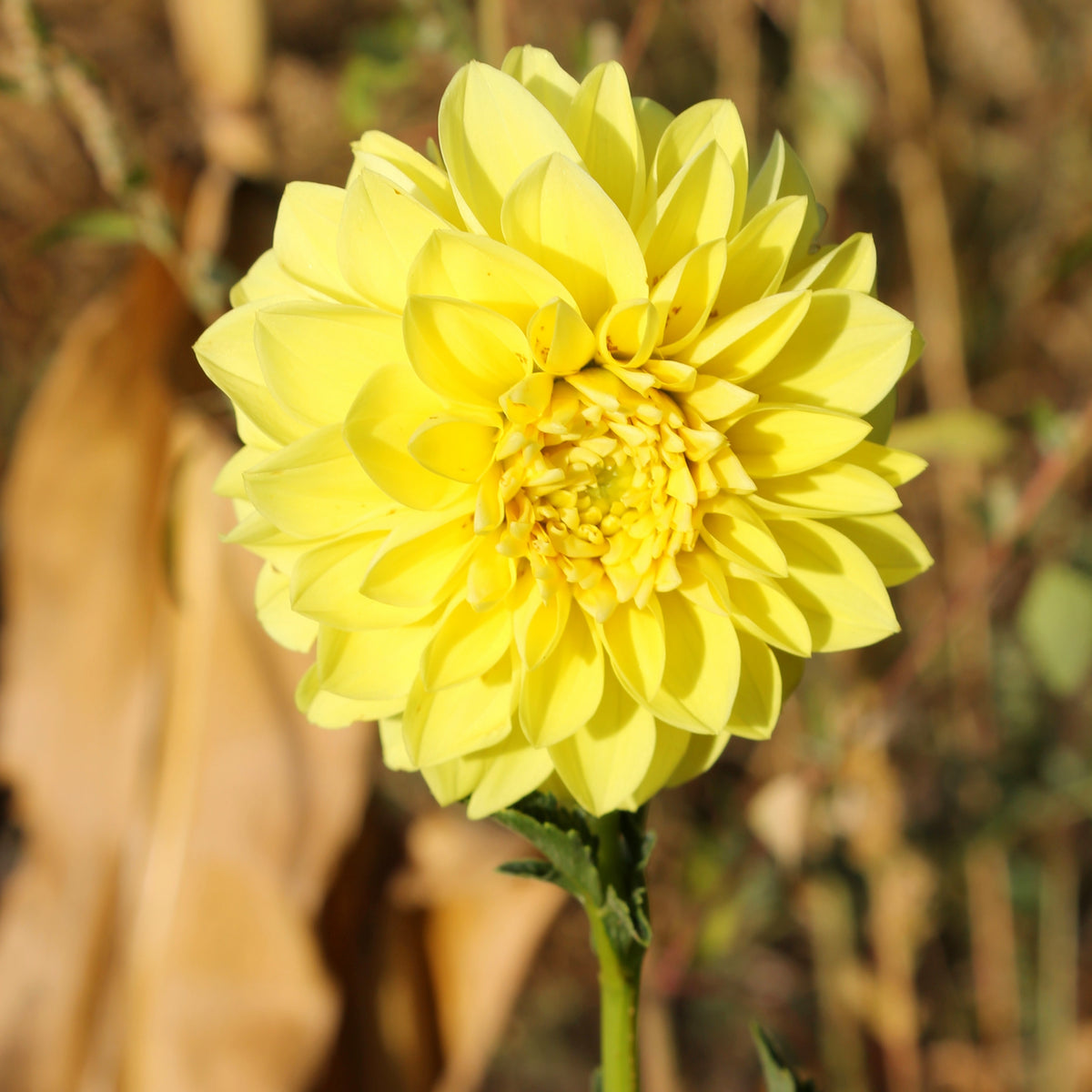 40+ Rare Seeds-A-Peeling Dahlia Seeds - Container, Beds & Cut Bouquets