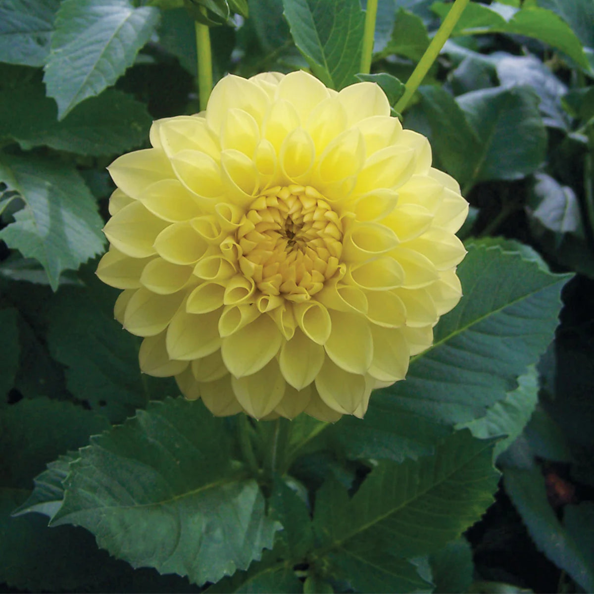 40+ Rare Seeds-A-Peeling Dahlia Seeds - Container, Beds & Cut Bouquets
