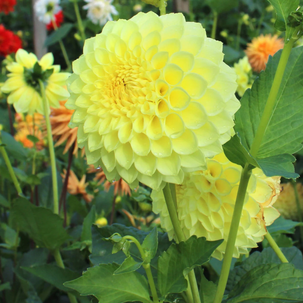 40+ Rare Seeds-A-Peeling Dahlia Seeds - Container, Beds & Cut Bouquets