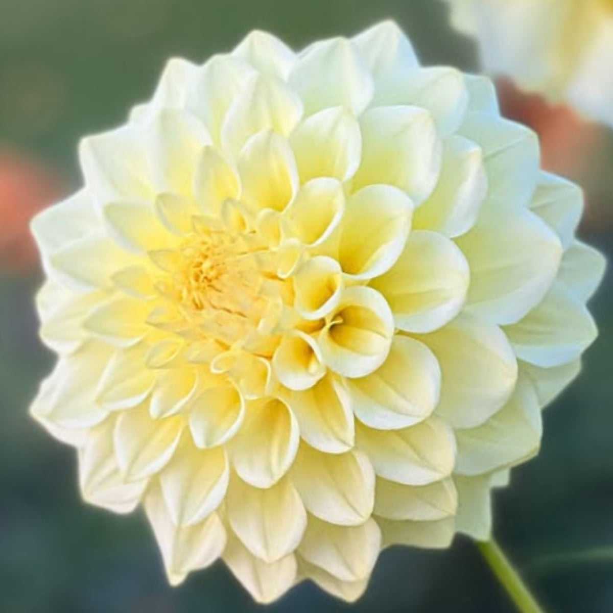 40+ Rare Seeds-A-Peeling Dahlia Seeds - Container, Beds & Cut Bouquets