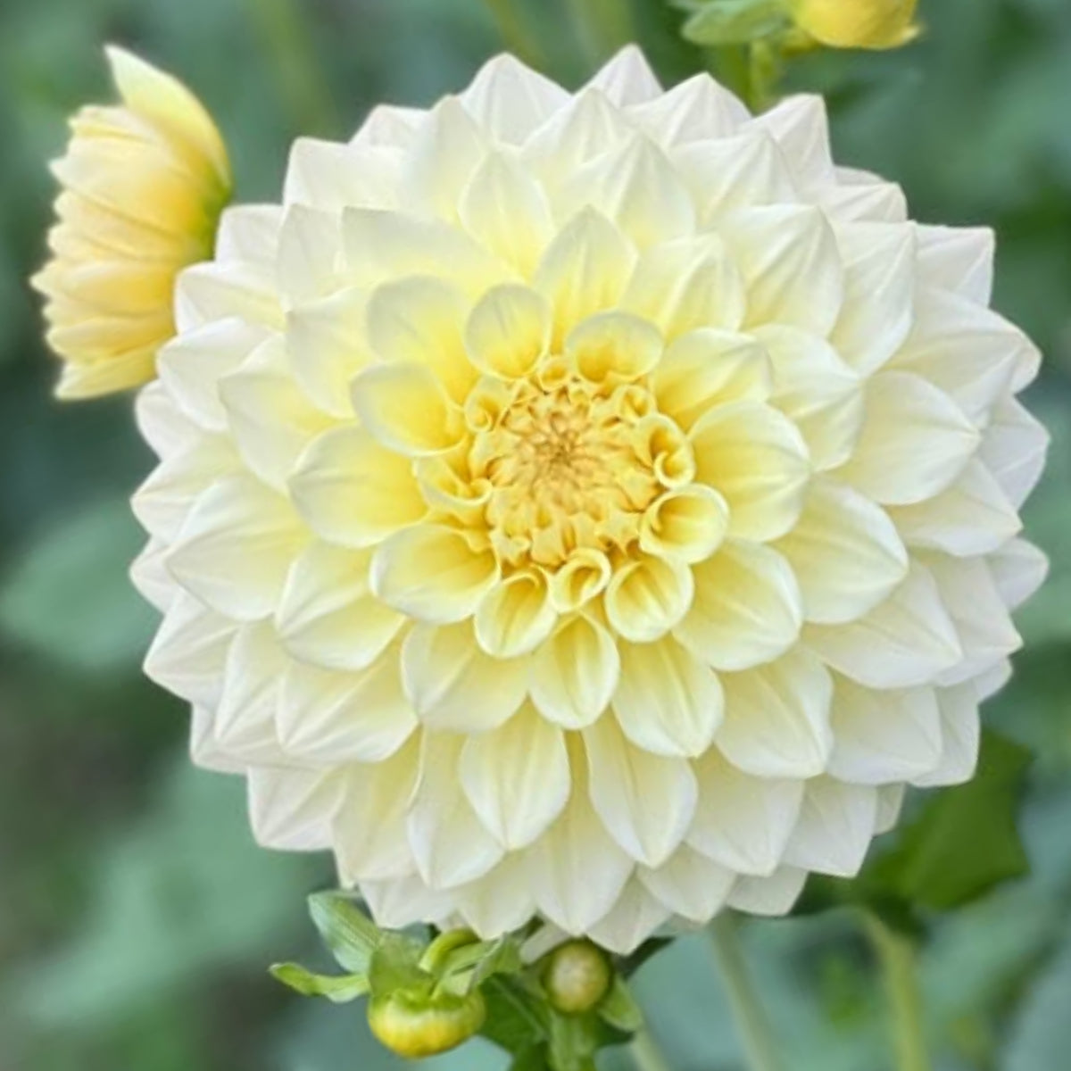 40+ Rare Seeds-A-Peeling Dahlia Seeds - Container, Beds & Cut Bouquets
