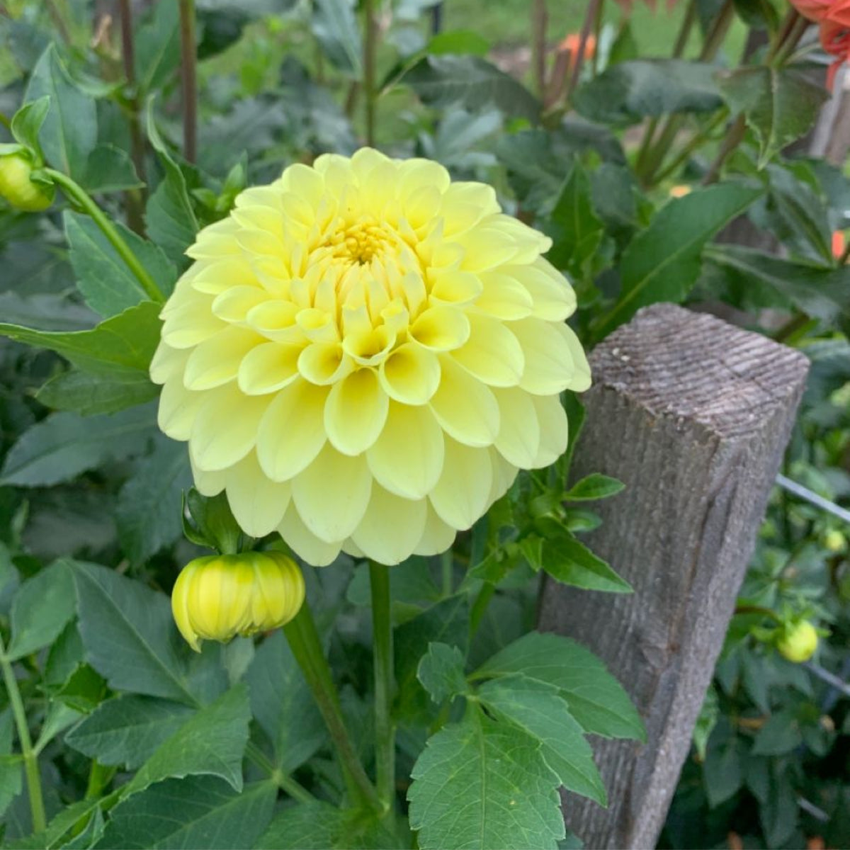40+ Rare Seeds-A-Peeling Dahlia Seeds - Container, Beds & Cut Bouquets