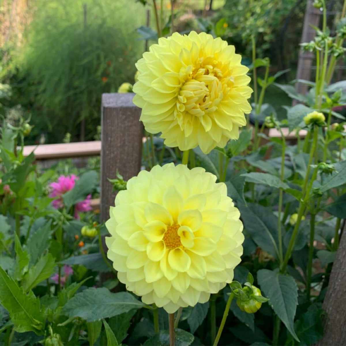 40+ Rare Seeds-A-Peeling Dahlia Seeds - Container, Beds & Cut Bouquets