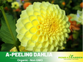 40+ Rare Seeds-A-Peeling Dahlia Seeds- Authentic - Open-Pollinated - Organic - Heirloom - Flower Seeds - Container - Beds & Cut Bouquets #D001