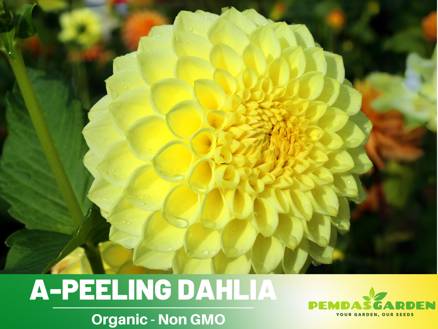 rare heirloom flower seeds 40+ Rare Seeds-A-Peeling Dahlia Seeds- Authentic - Open-Pollinated - Organic - Heirloom - Flower Seeds - Container
