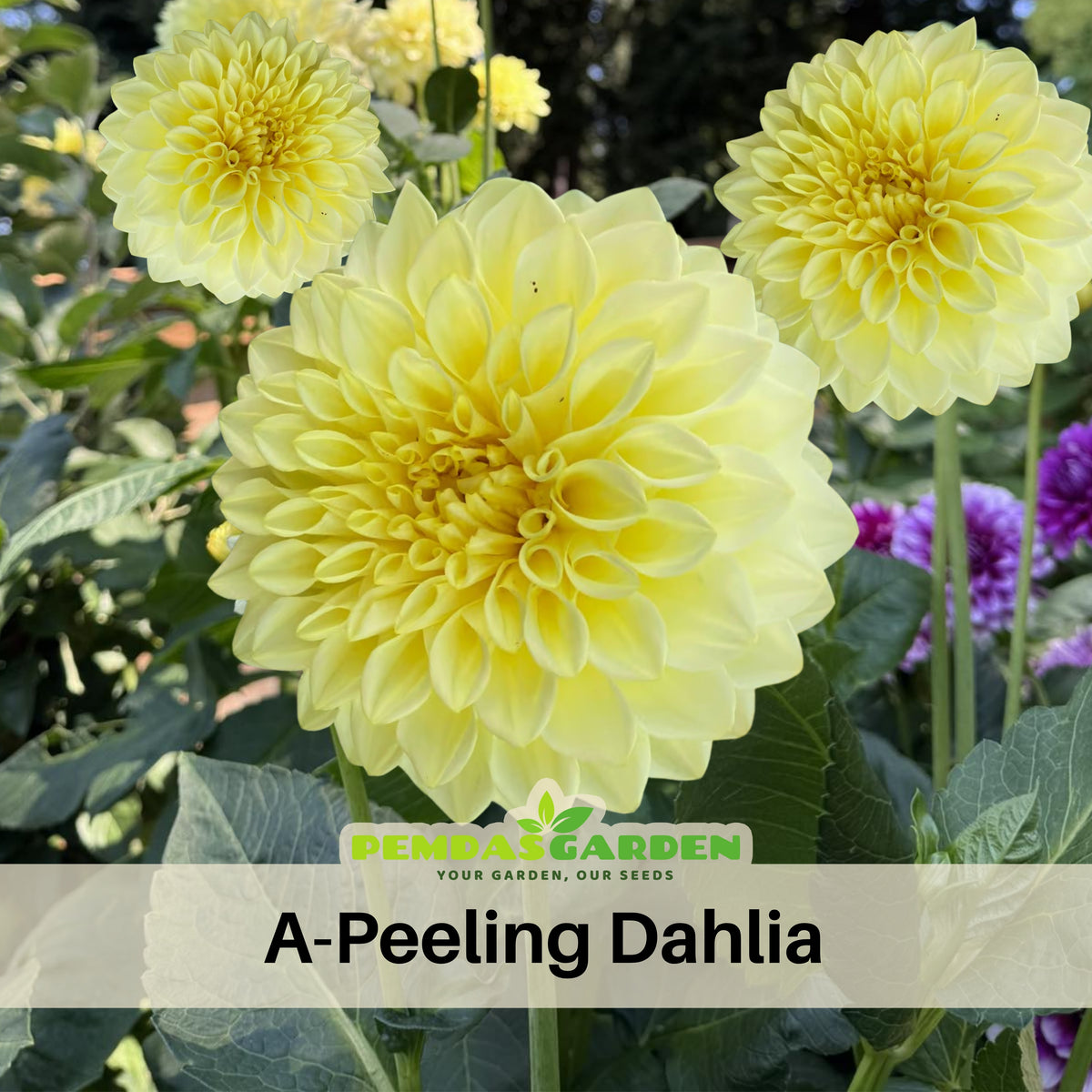 40+ Rare Seeds-A-Peeling Dahlia Seeds - Container, Beds & Cut Bouquets