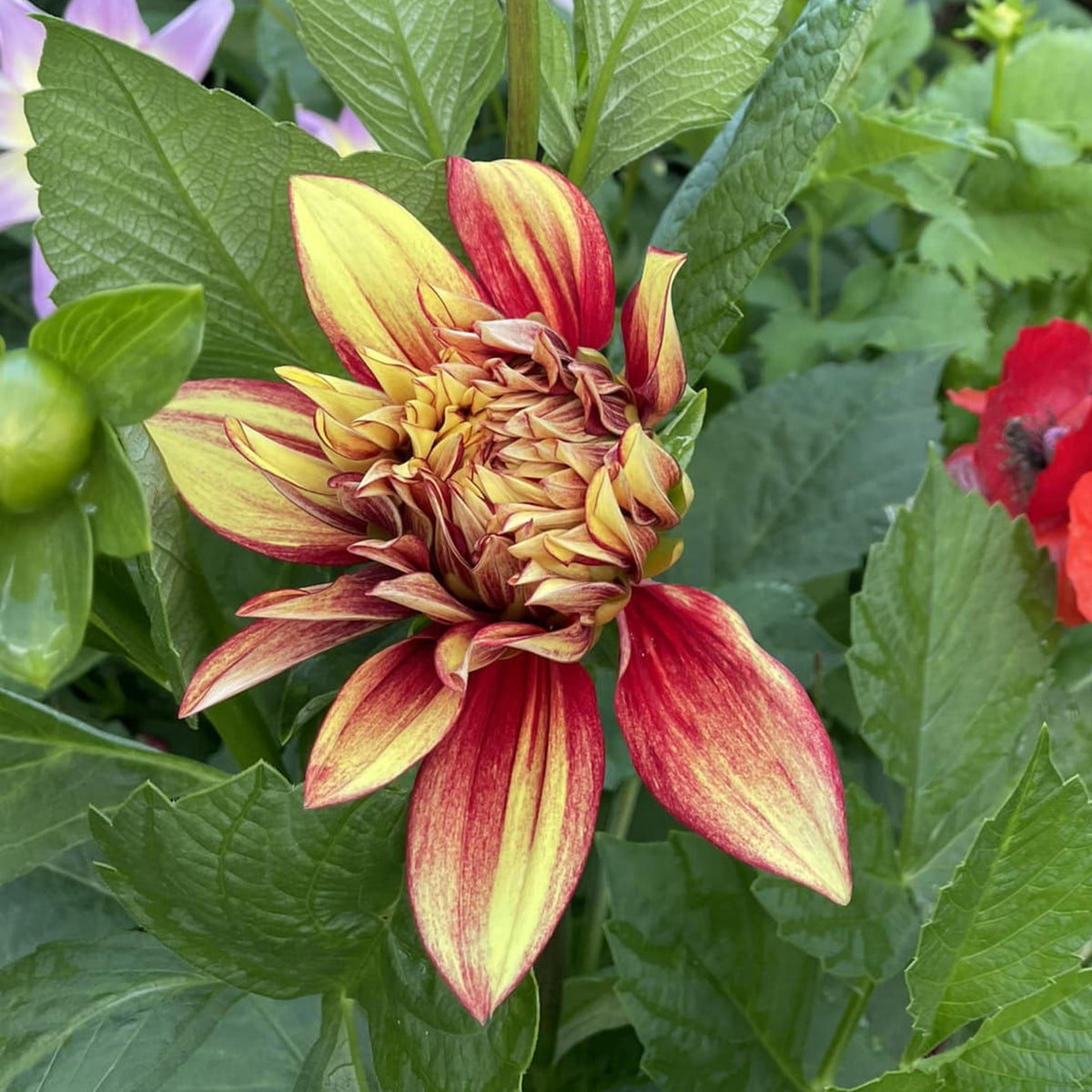 Dazzling Dahlia Seed, 40+ seeds