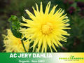 40+ Rare Seeds-Jery Dahlia Seeds- Authentic - Open-Pollinated - Organic - Heirloom - Flower Seeds - Container - Beds & Cut Bouquets #D002