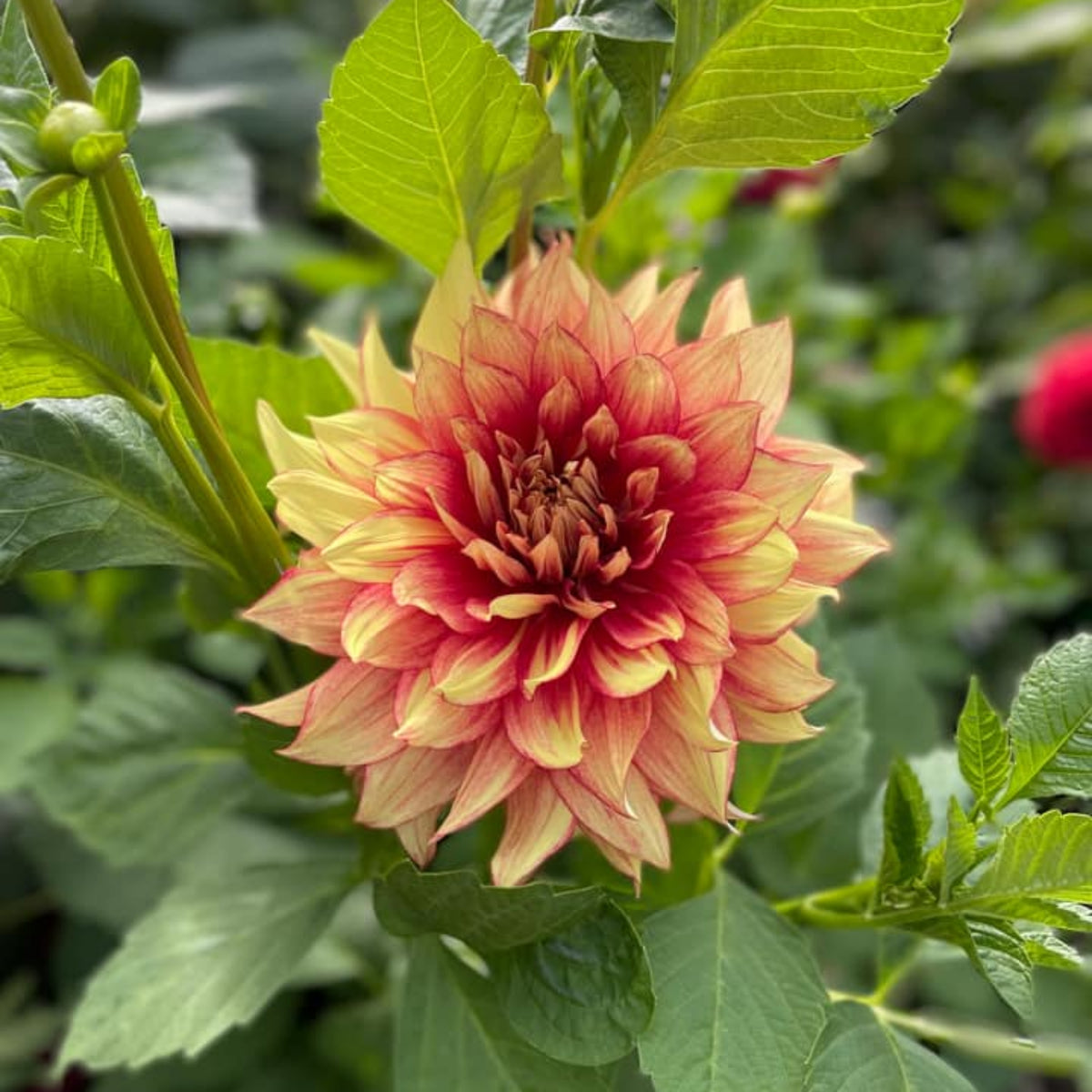 Dazzling Dahlia Seed, 40+ seeds