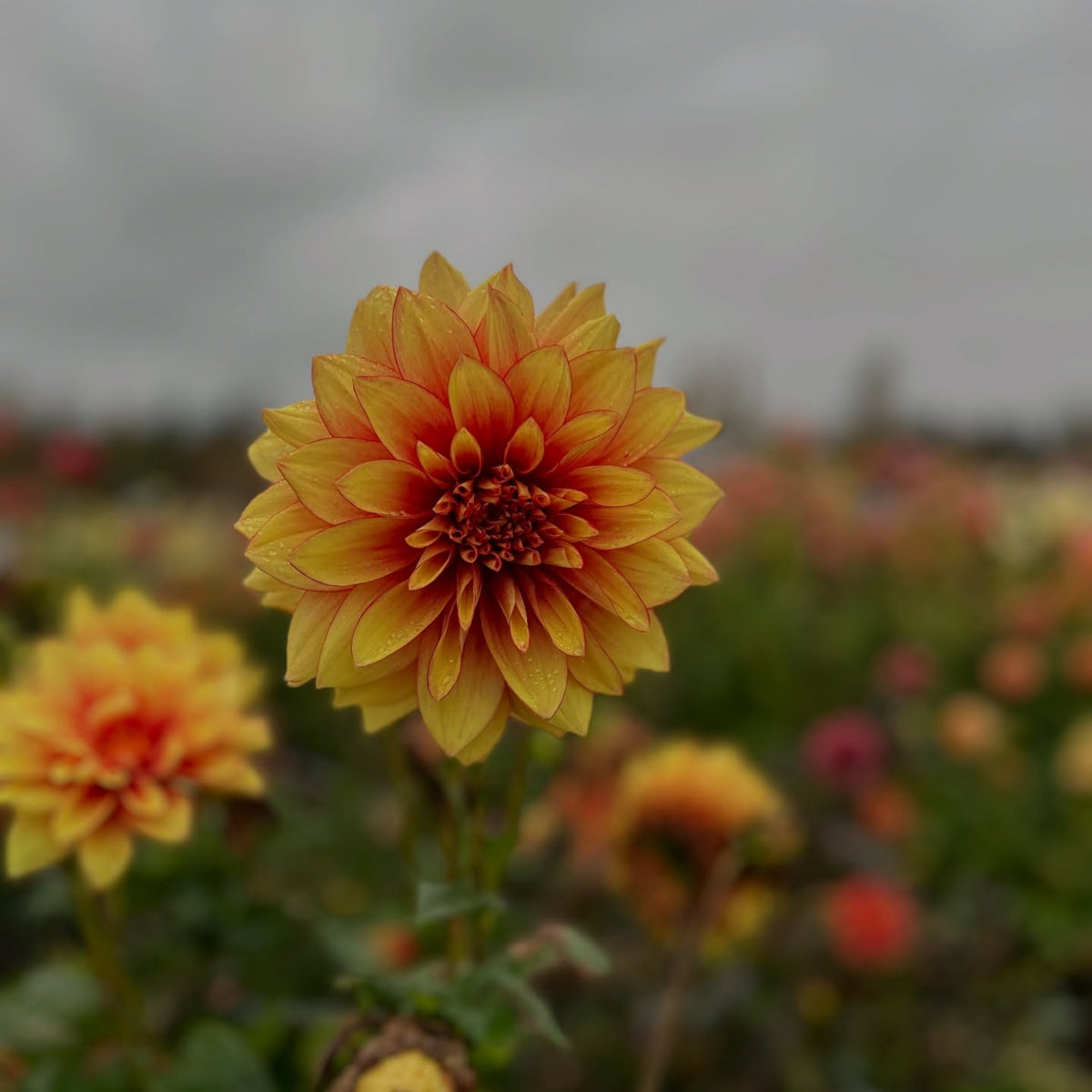 Dazzling Dahlia Seed, 40+ seeds