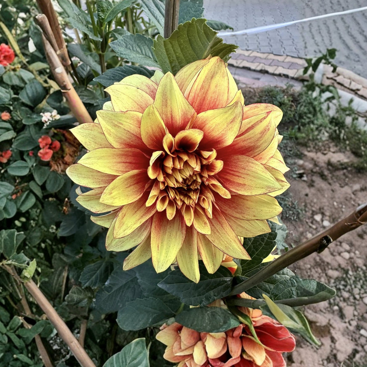 Dazzling Dahlia Seed, 40+ seeds