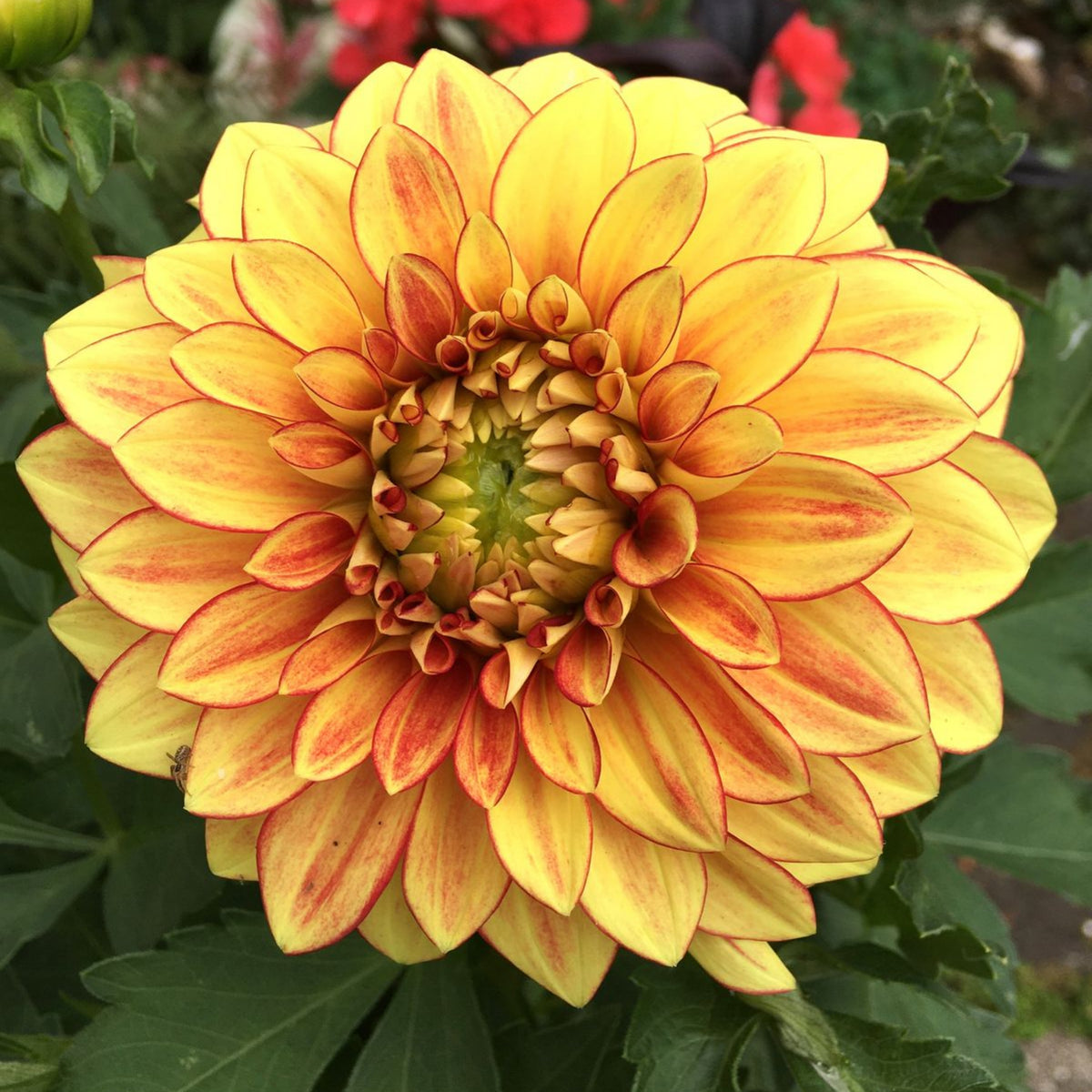 Dazzling Dahlia Seed, 40+ seeds