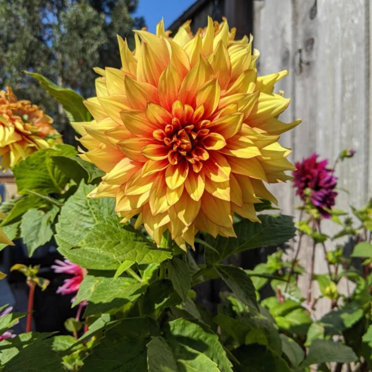 Dazzling Dahlia Seed, 40+ seeds