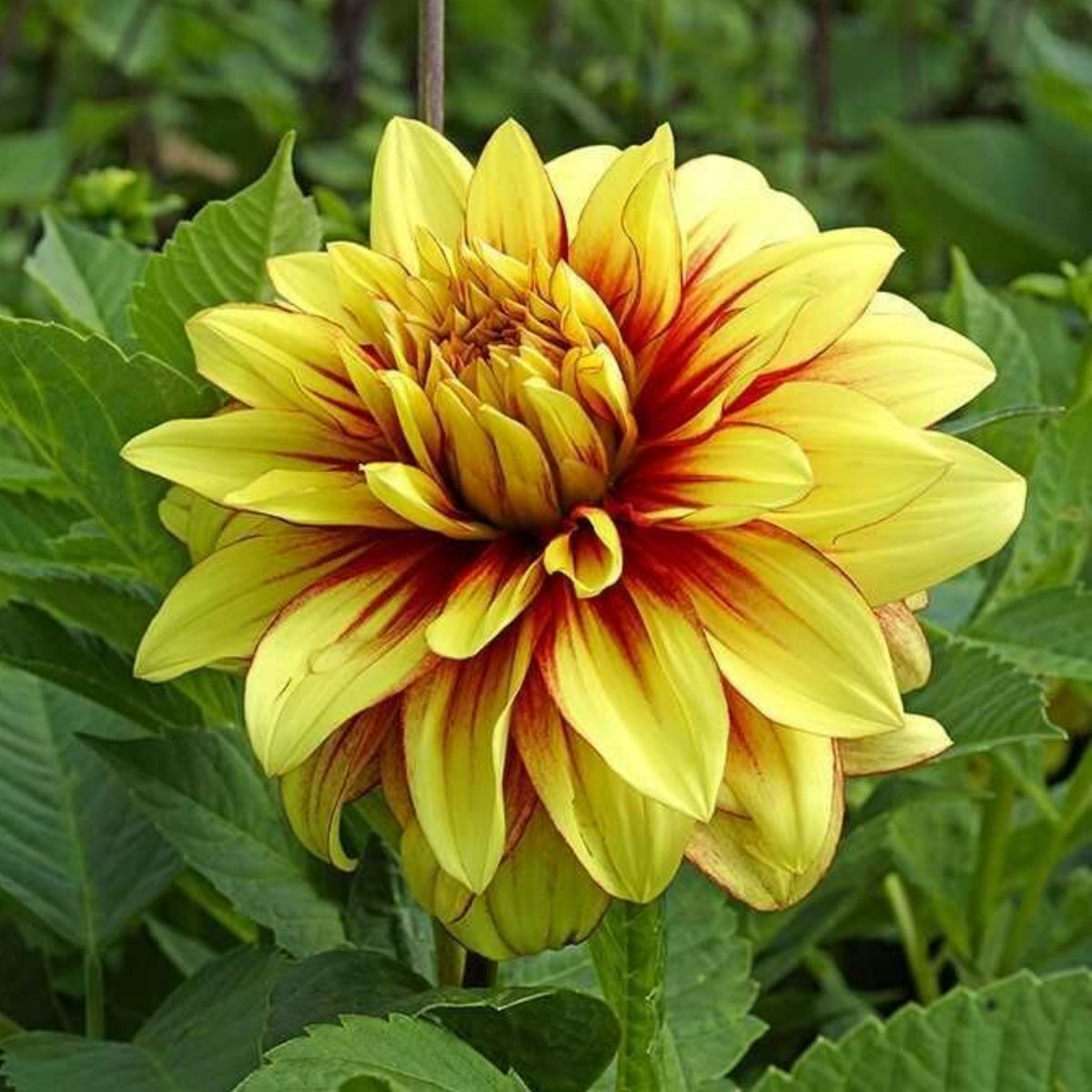 Dazzling Dahlia Seed, 40+ seeds