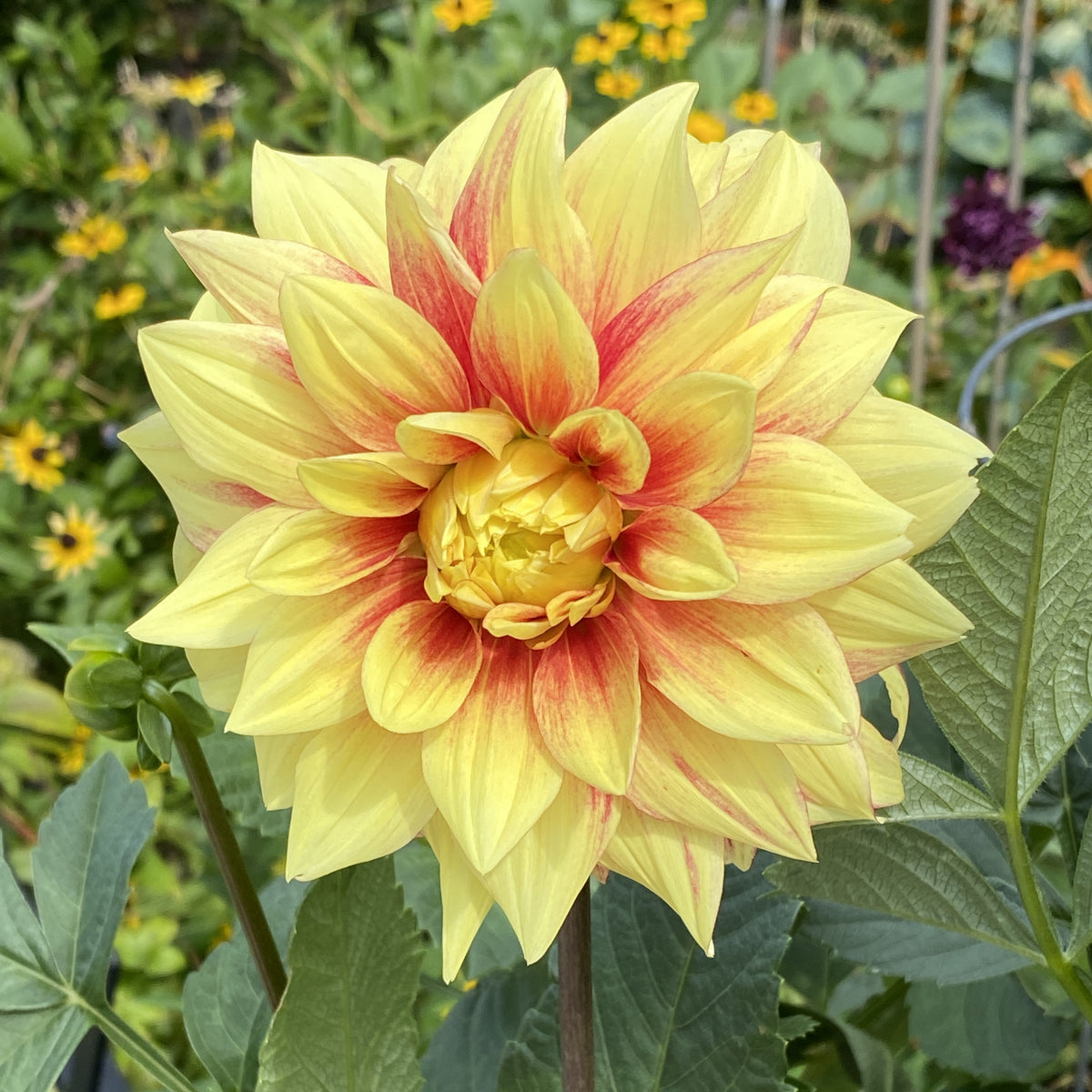Dazzling Dahlia Seed, 40+ seeds