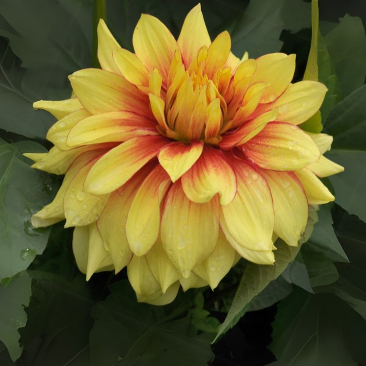 Dazzling Dahlia Seed, 40+ seeds