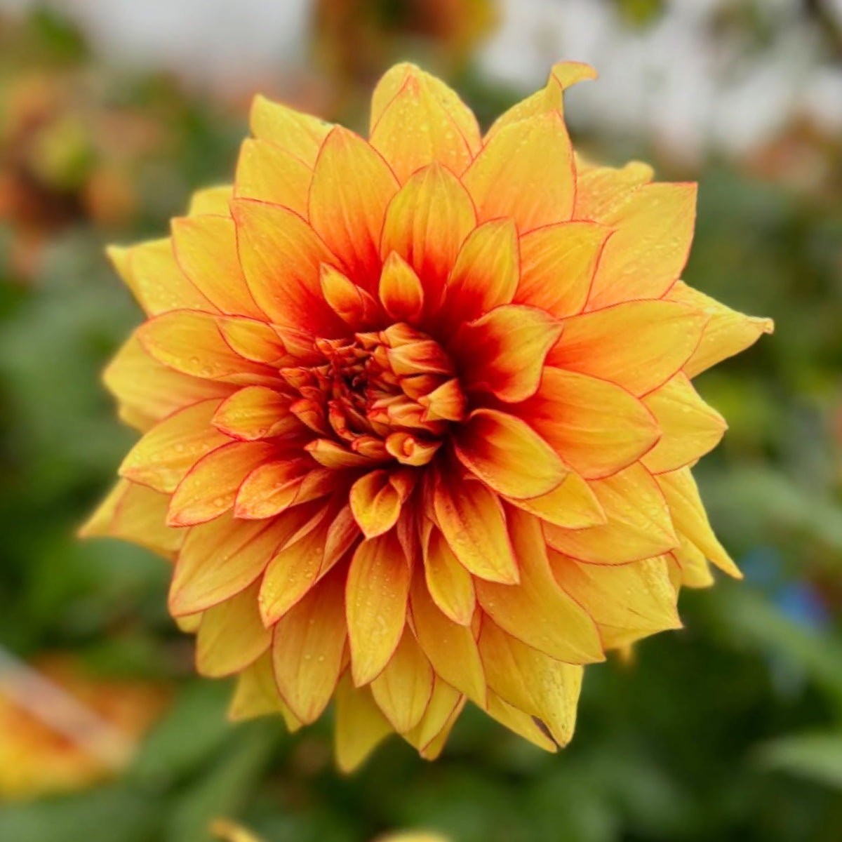 Dazzling Dahlia Seed, 40+ seeds