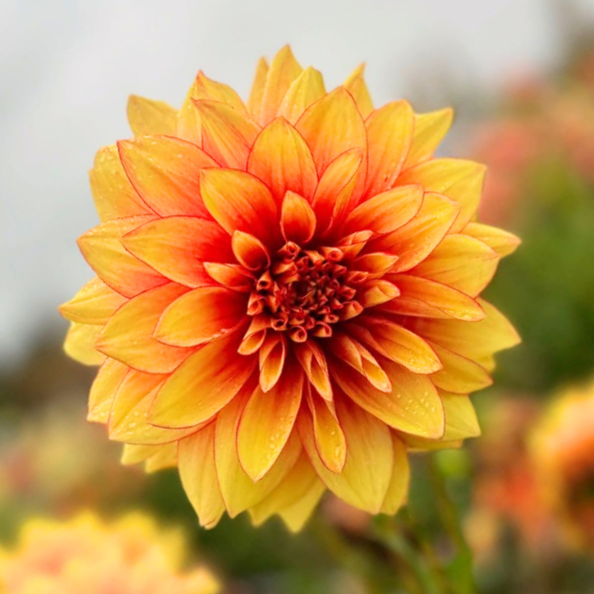 Dazzling Dahlia Seed, 40+ seeds