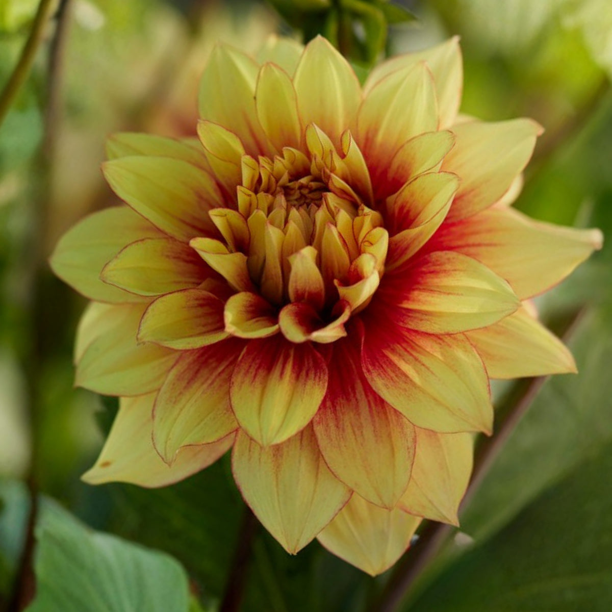 Dazzling Dahlia Seed, 40+ seeds