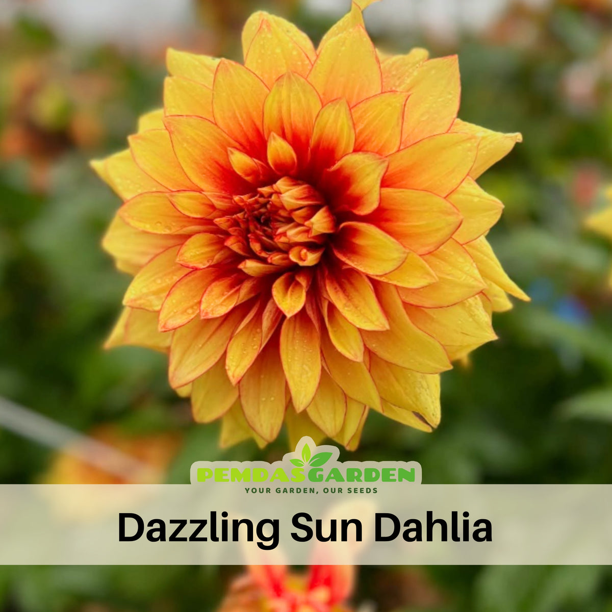 Dazzling Dahlia Seed, 40+ seeds