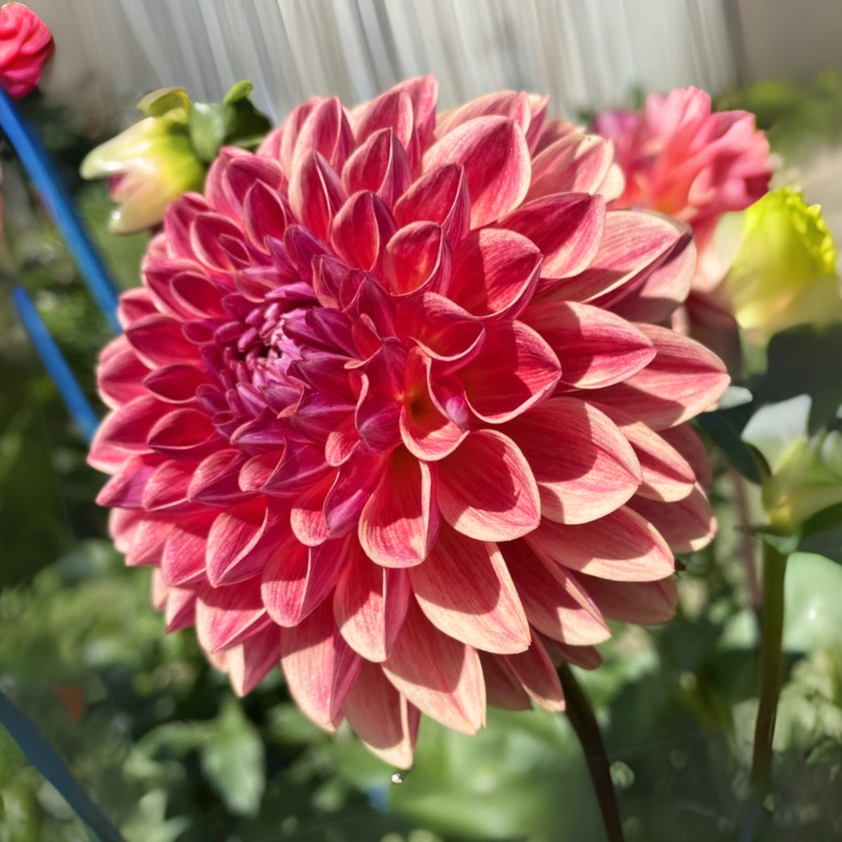 40+ Rare Seeds - All That Jazz Dahlia Seeds, Container