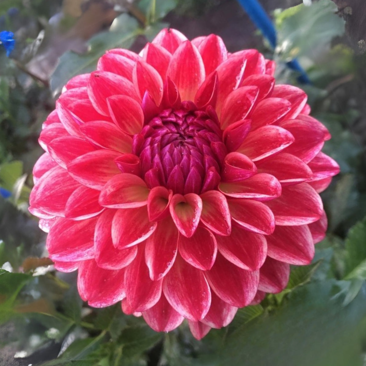 40+ Rare Seeds - All That Jazz Dahlia Seeds, Container