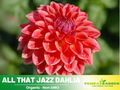 40+ Rare Seeds| All That Jazz Dahlia Seeds- Authentic - Open-Pollinated - Organic - Heirloom - Flower Seeds - Container - Beds & Cut Bouquets #D003