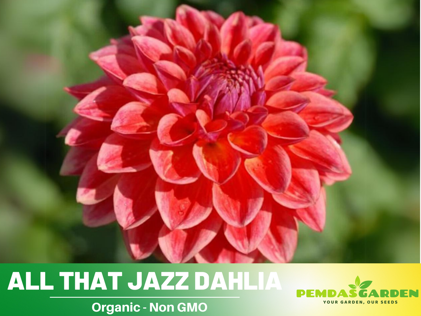 rare heirloom flower seeds 40+ Rare Seeds| All That Jazz Dahlia Seeds- Authentic