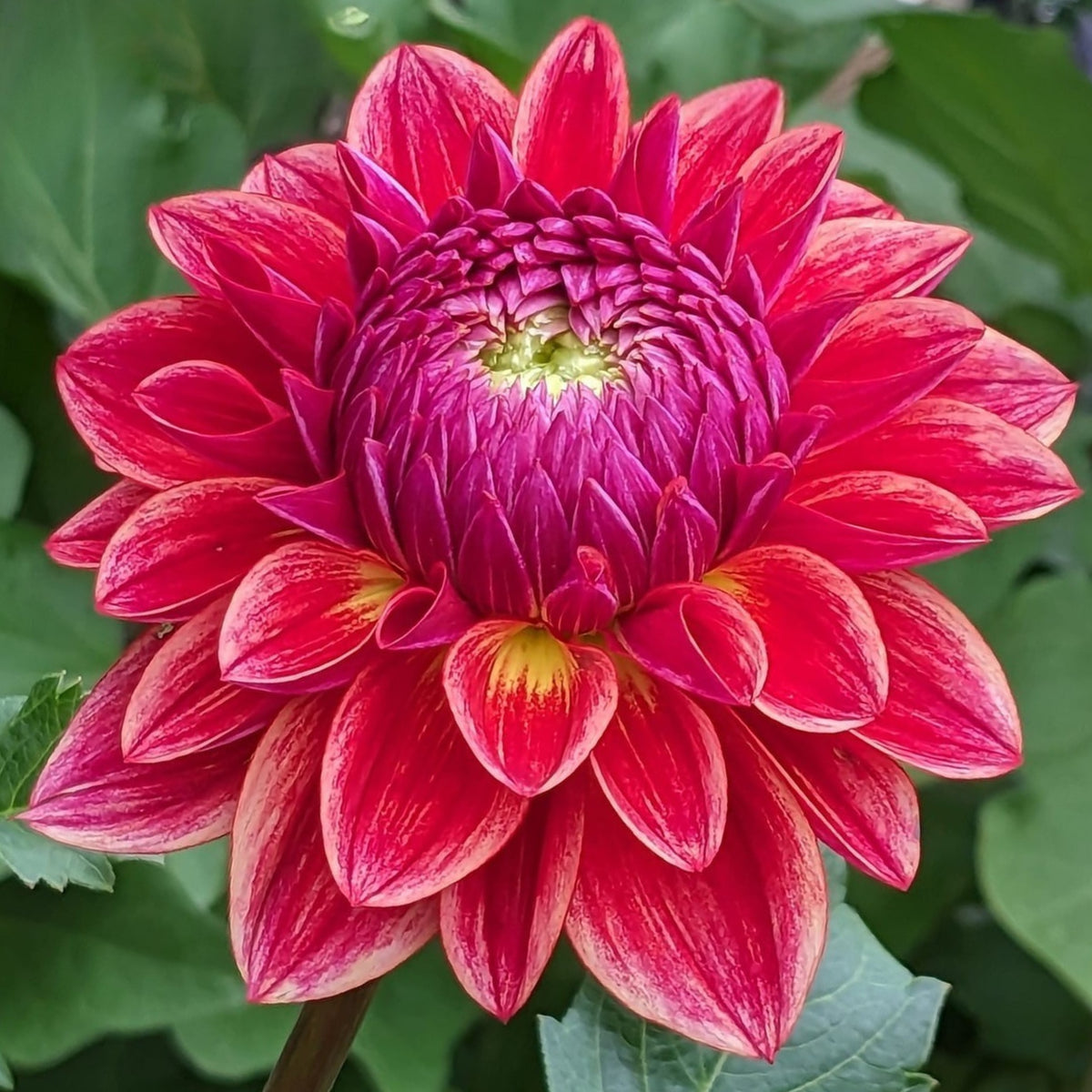 40+ Rare Seeds - All That Jazz Dahlia Seeds, Container