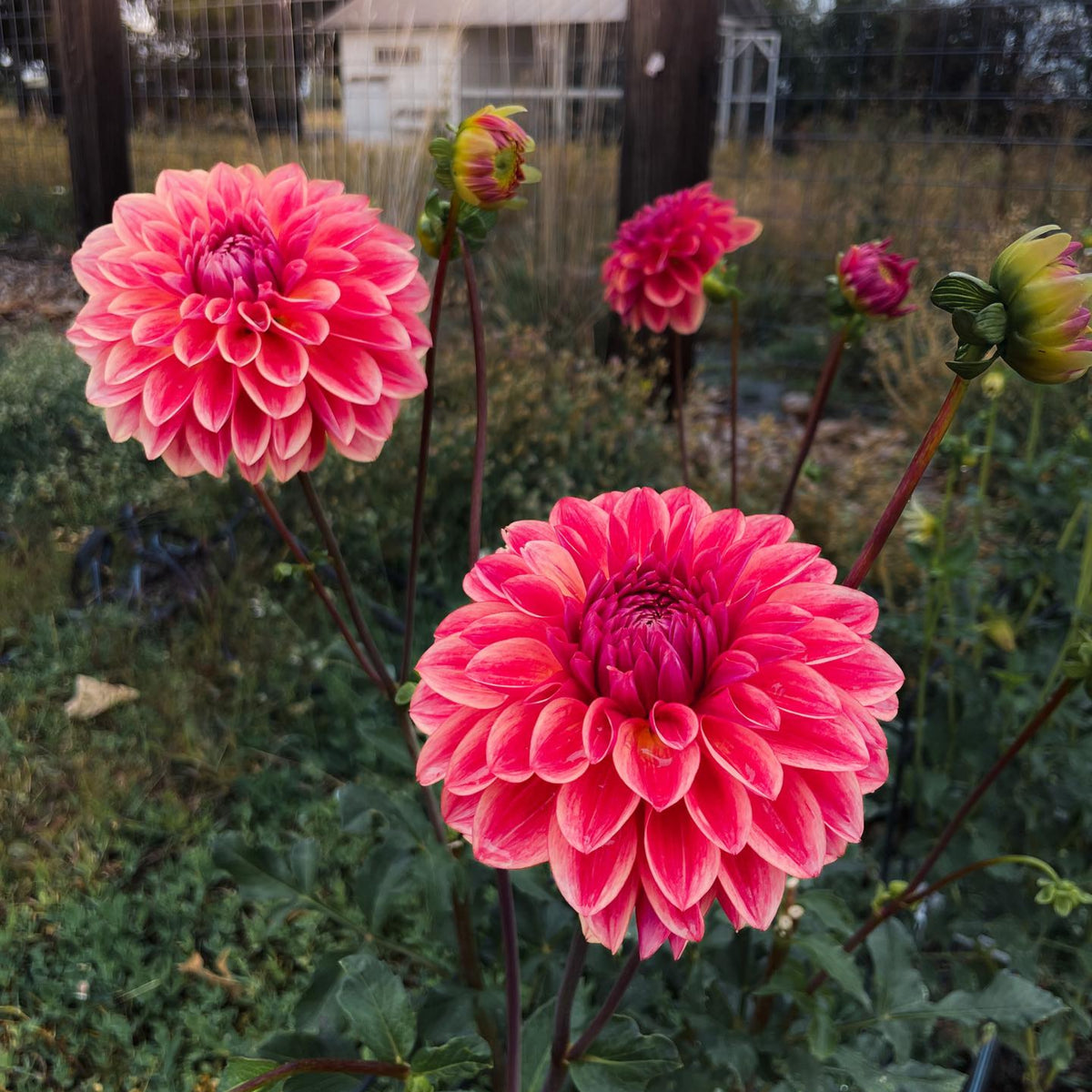 40+ Rare Seeds - All That Jazz Dahlia Seeds, Container