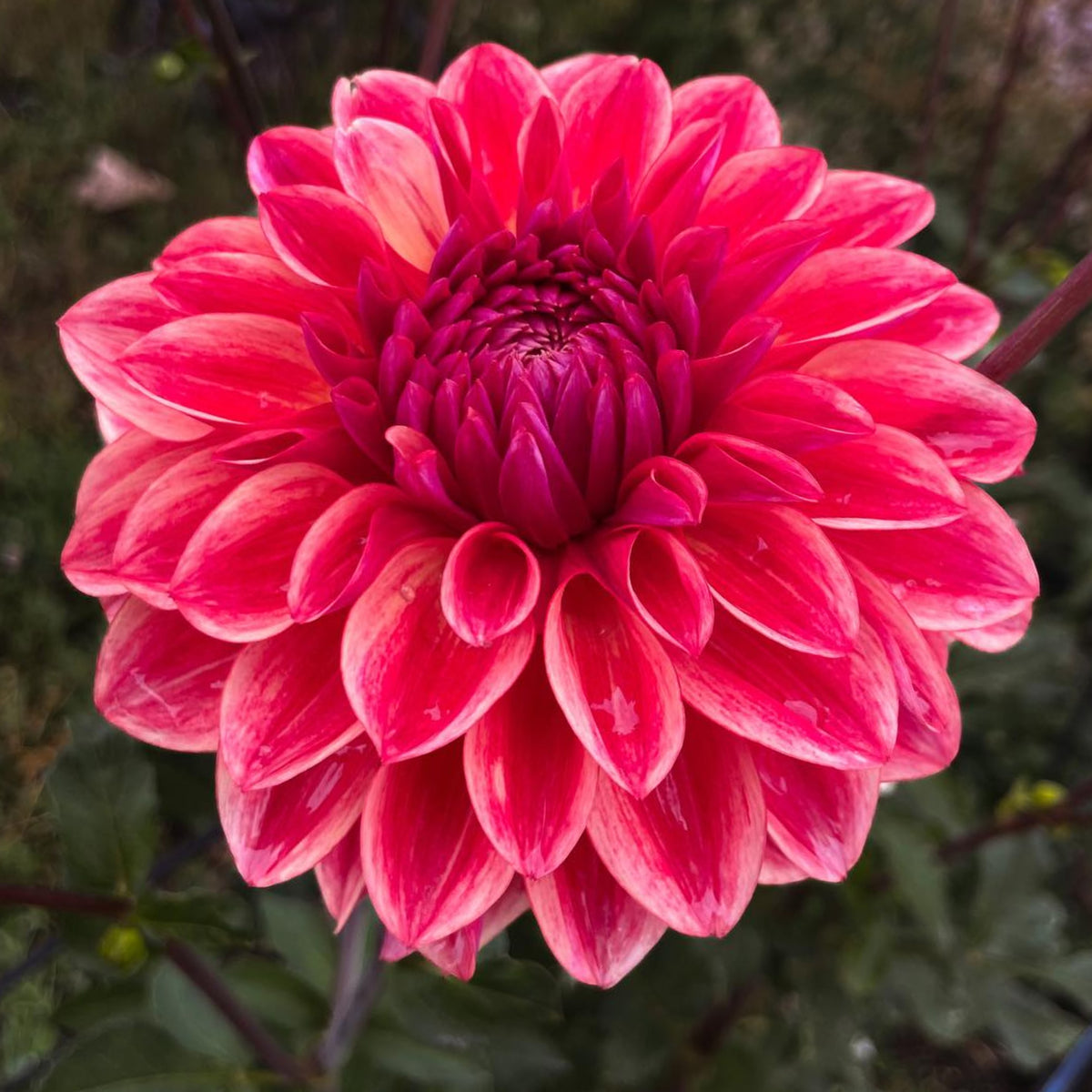 40+ Rare Seeds - All That Jazz Dahlia Seeds, Container