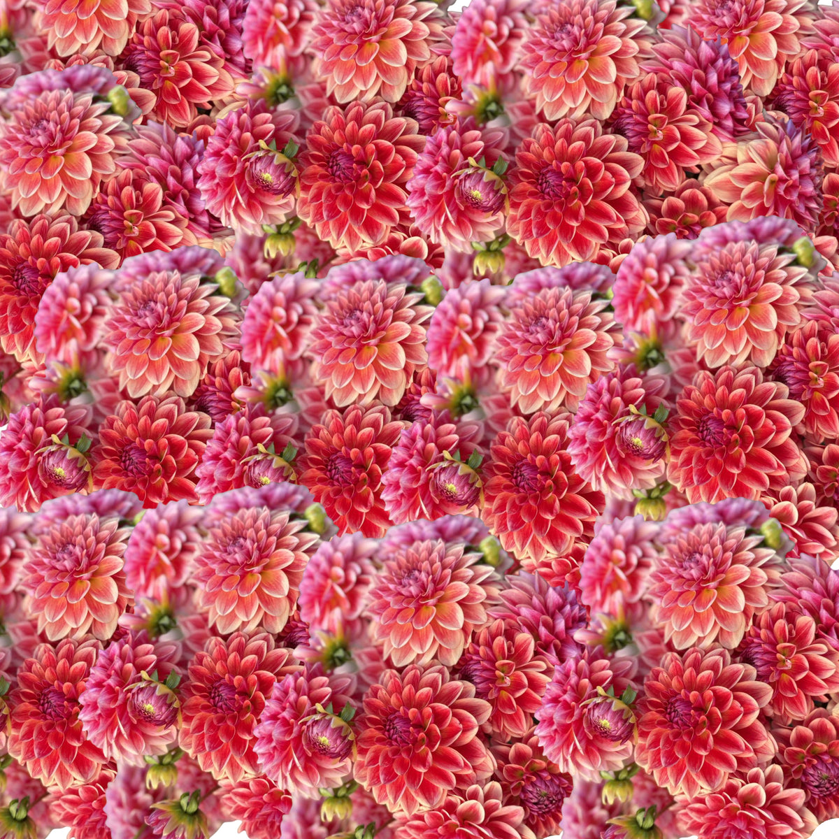 40+ Rare Seeds - All That Jazz Dahlia Seeds, Container