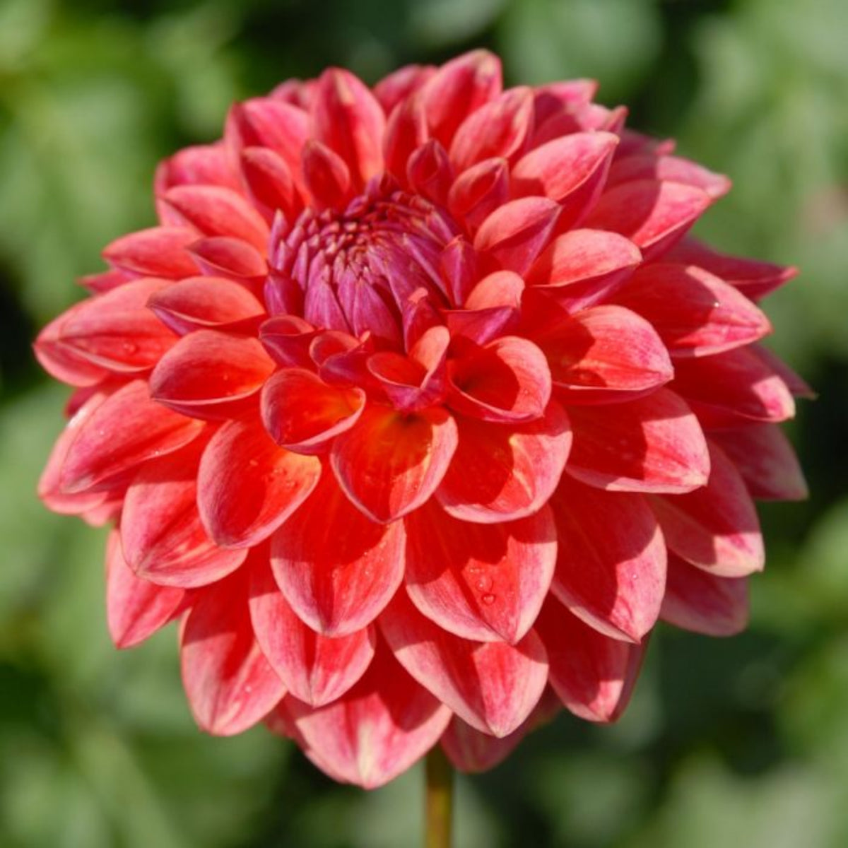 40+ Rare Seeds - All That Jazz Dahlia Seeds, Container