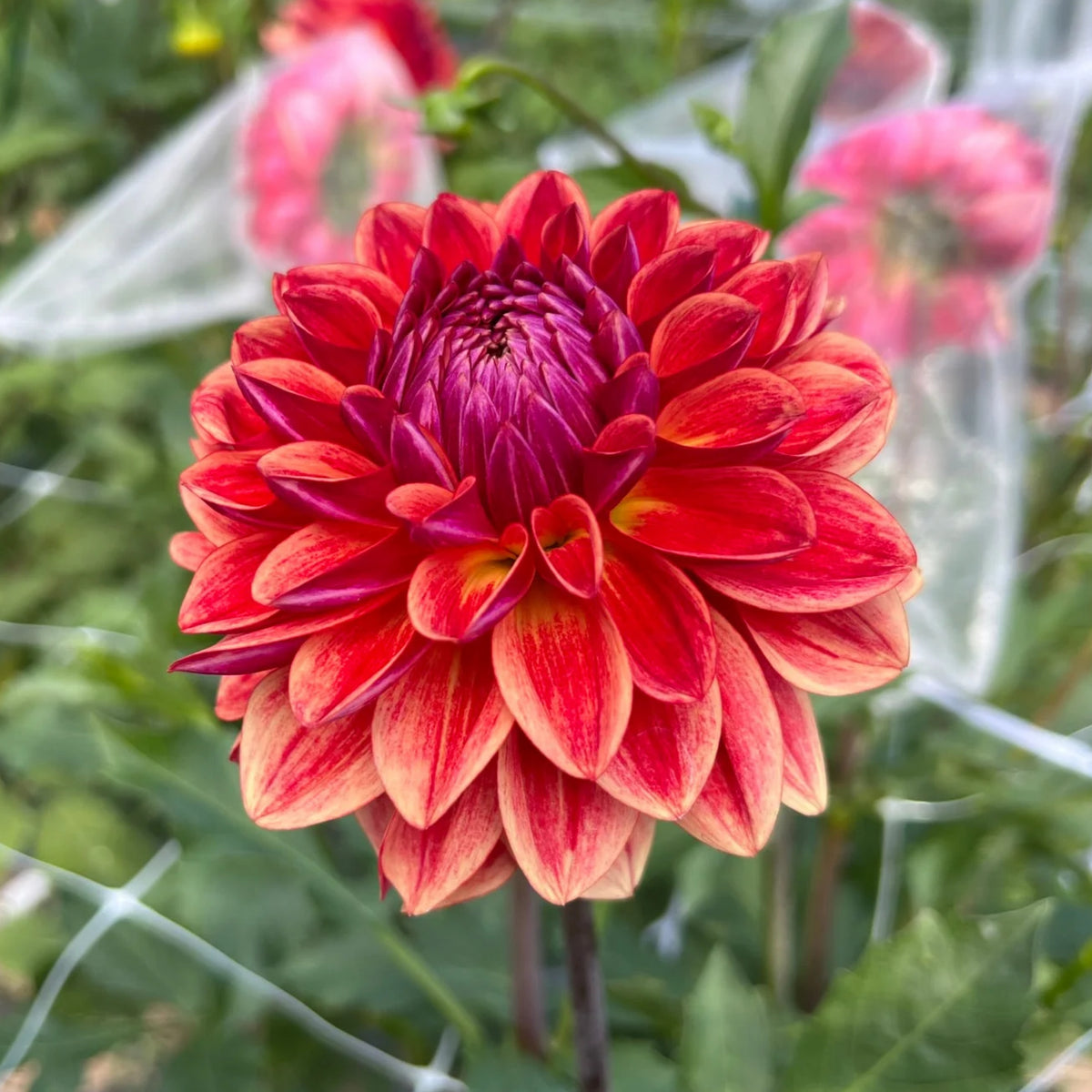 40+ Rare Seeds - All That Jazz Dahlia Seeds, Container