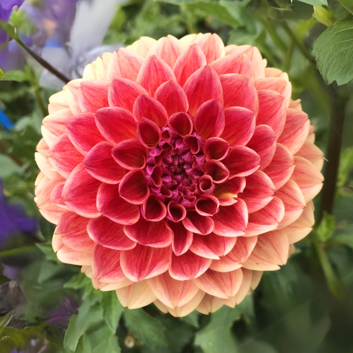 40+ Rare Seeds - All That Jazz Dahlia Seeds, Container