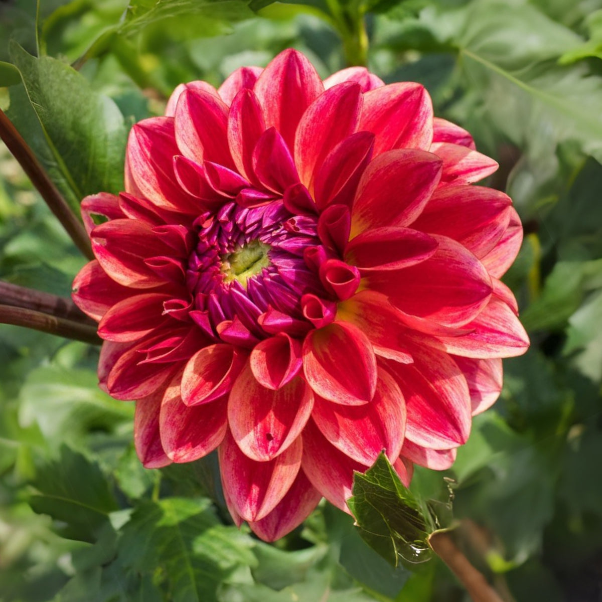 40+ Rare Seeds - All That Jazz Dahlia Seeds, Container