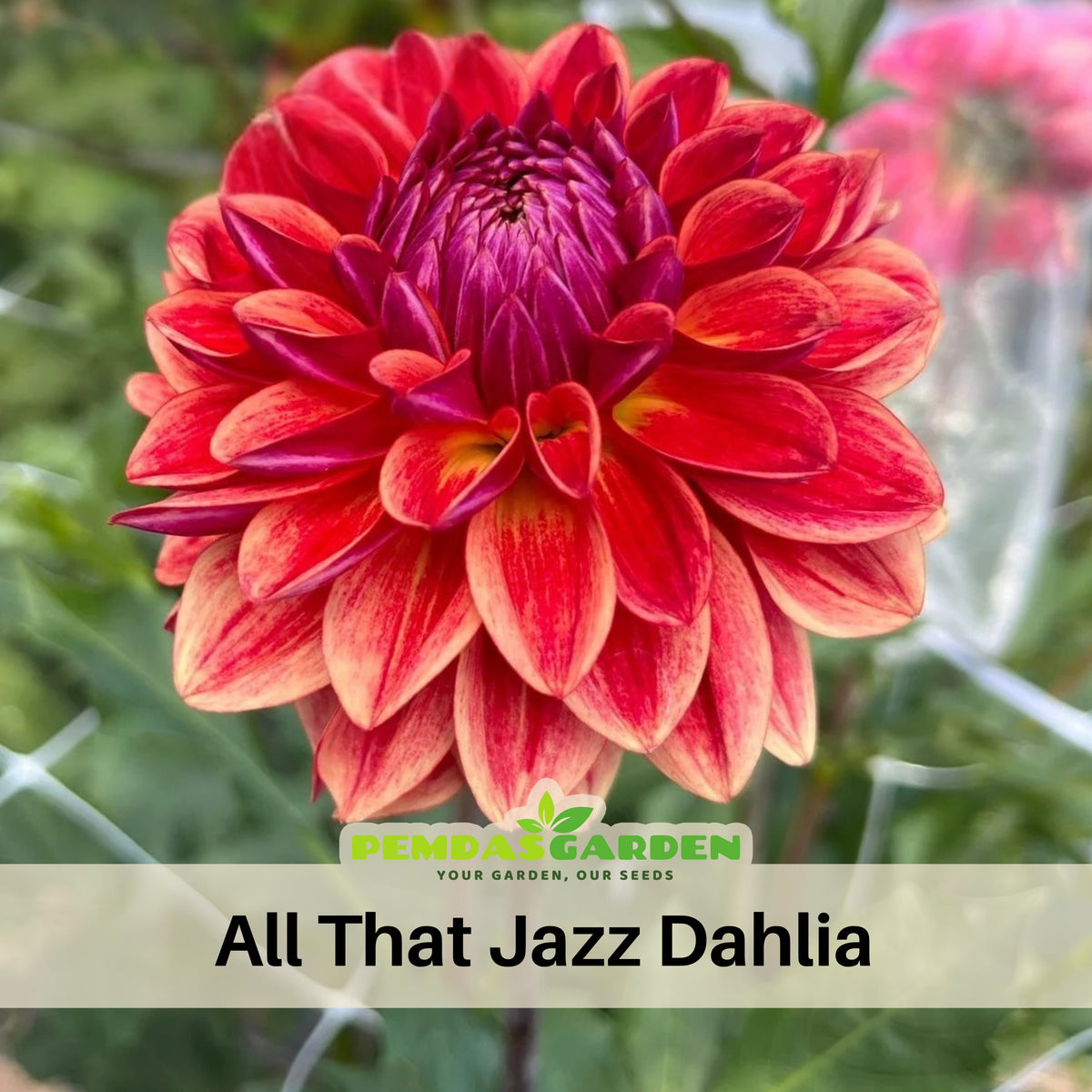 40+ Rare Seeds - All That Jazz Dahlia Seeds, Container