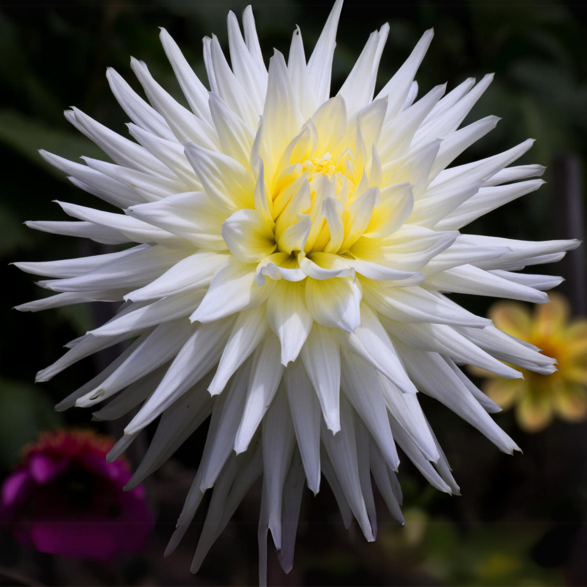 40+ Rare Seeds - All Triumph Dahlia Seeds, Container