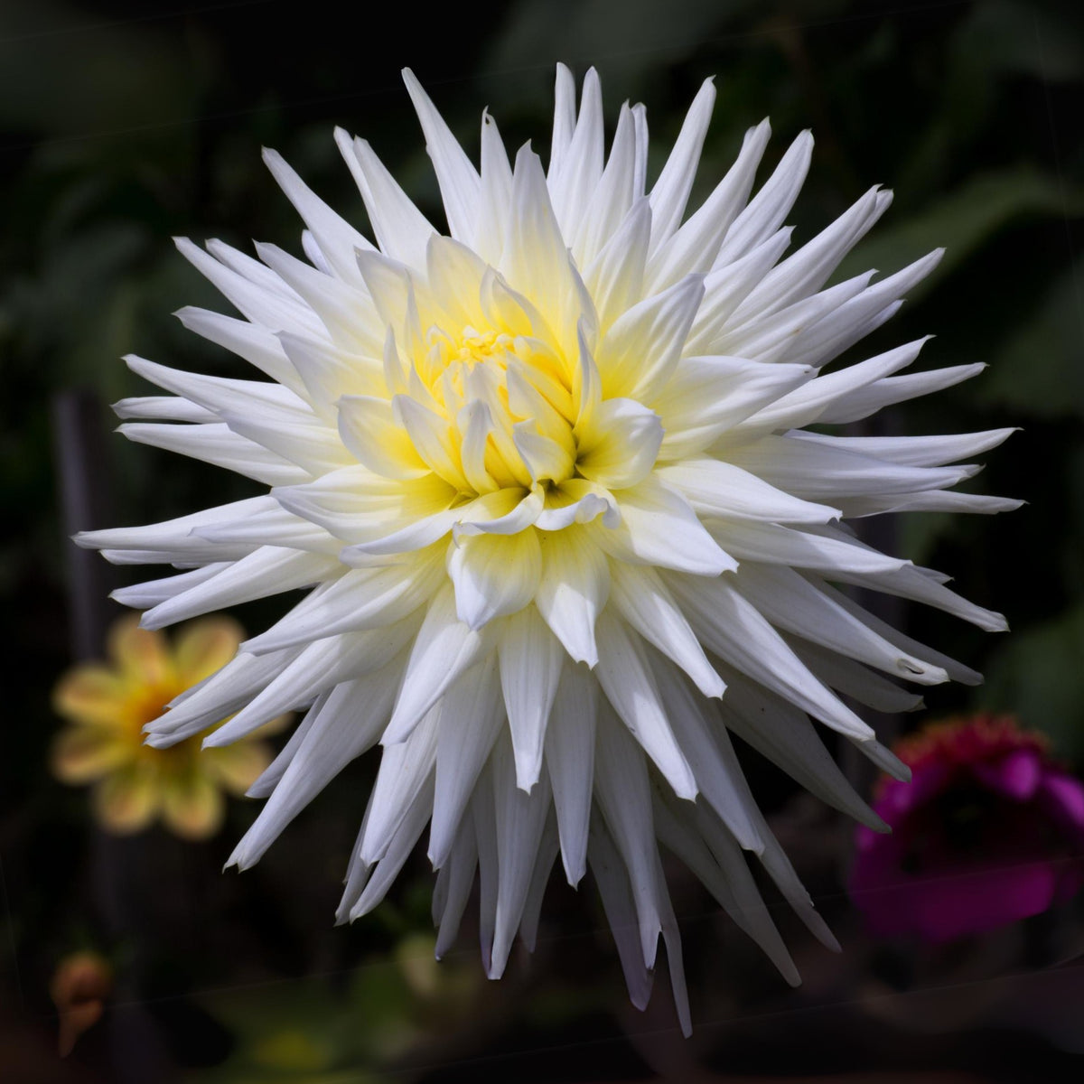 40+ Rare Seeds - All Triumph Dahlia Seeds, Container