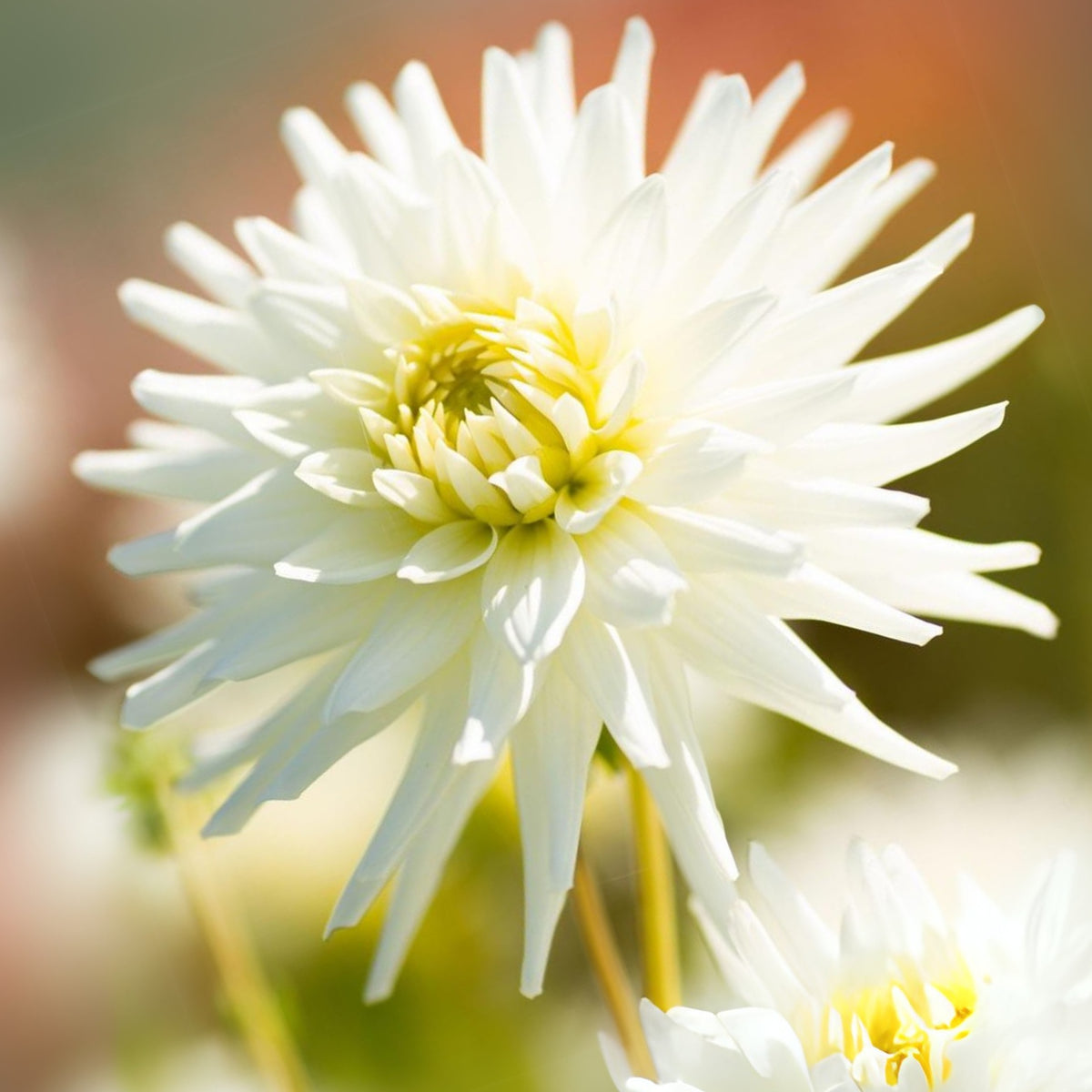40+ Rare Seeds - All Triumph Dahlia Seeds, Container