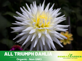40+ Rare Seeds| All Triumph Dahlia Seeds- Authentic - Open-Pollinated - Organic - Heirloom - Flower Seeds - Container - Beds & Cut Bouquets #D004