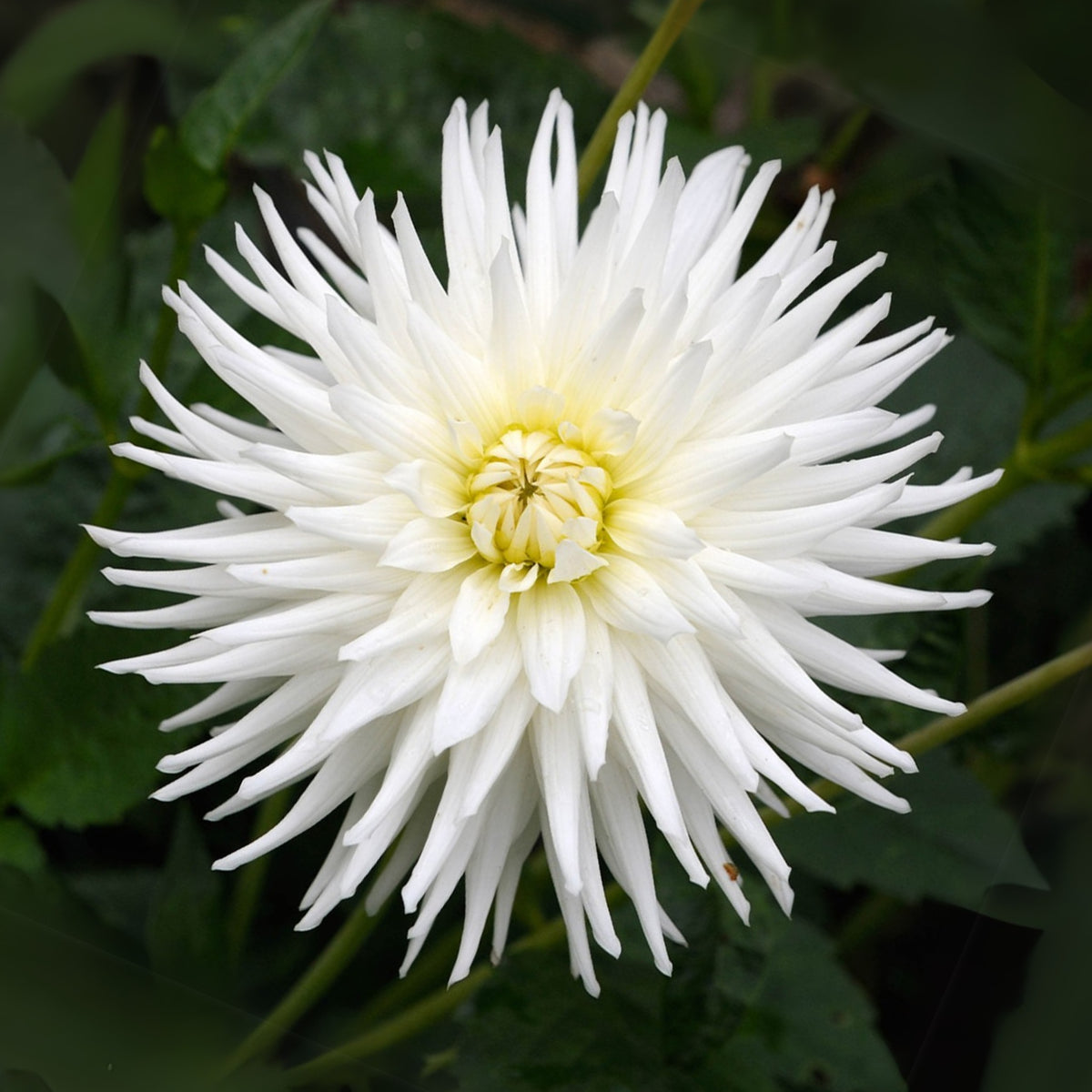 40+ Rare Seeds - All Triumph Dahlia Seeds, Container
