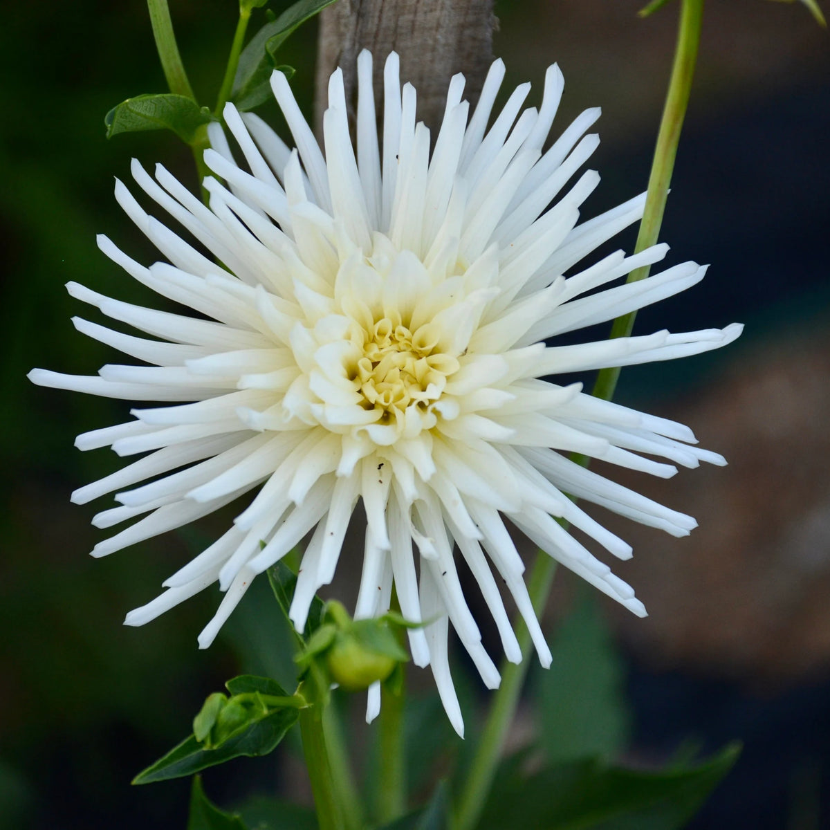 40+ Rare Seeds - All Triumph Dahlia Seeds, Container