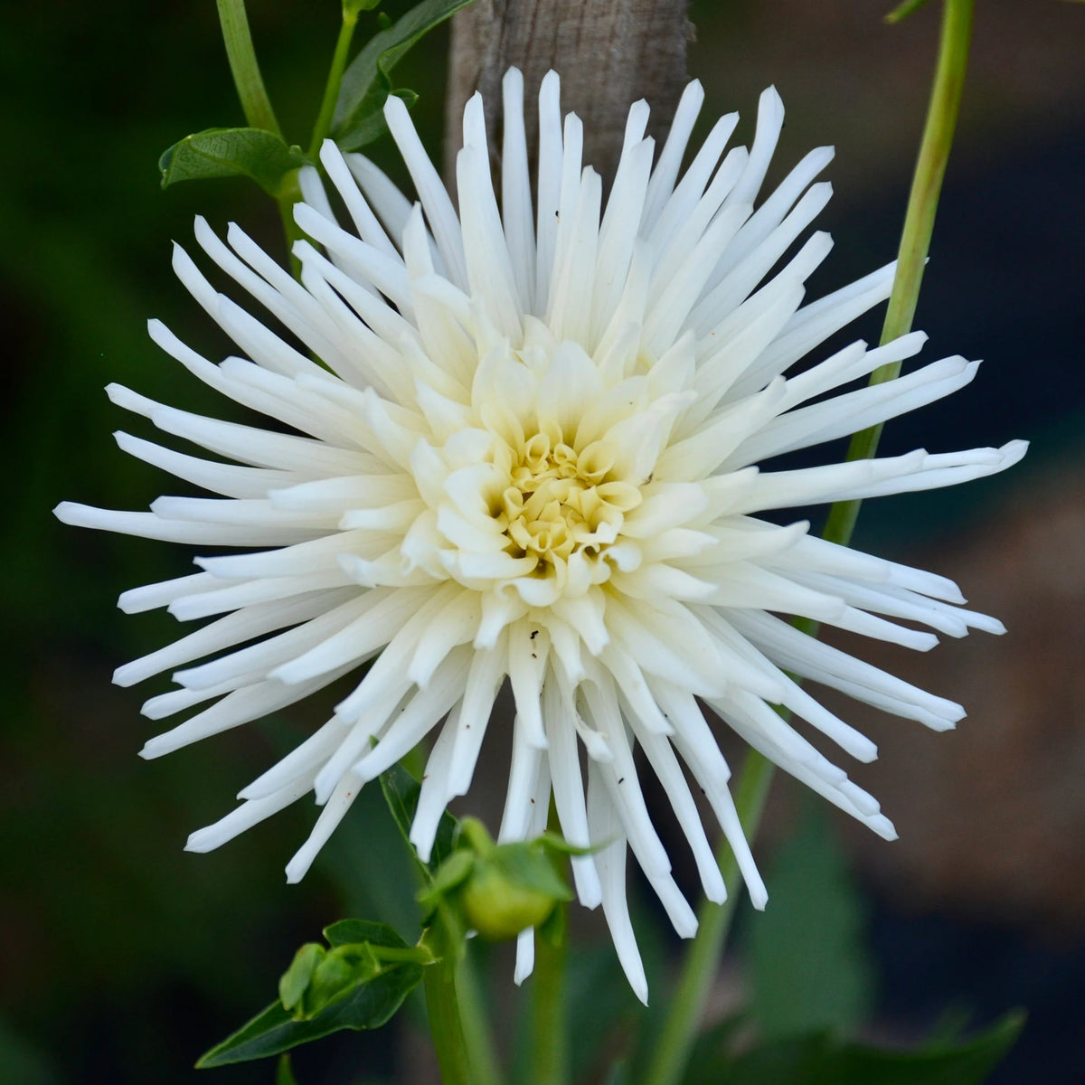 40+ Rare Seeds - All Triumph Dahlia Seeds, Container