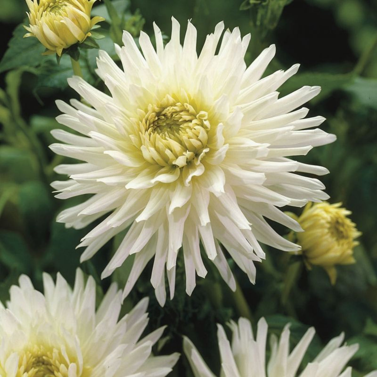 40+ Rare Seeds - All Triumph Dahlia Seeds, Container