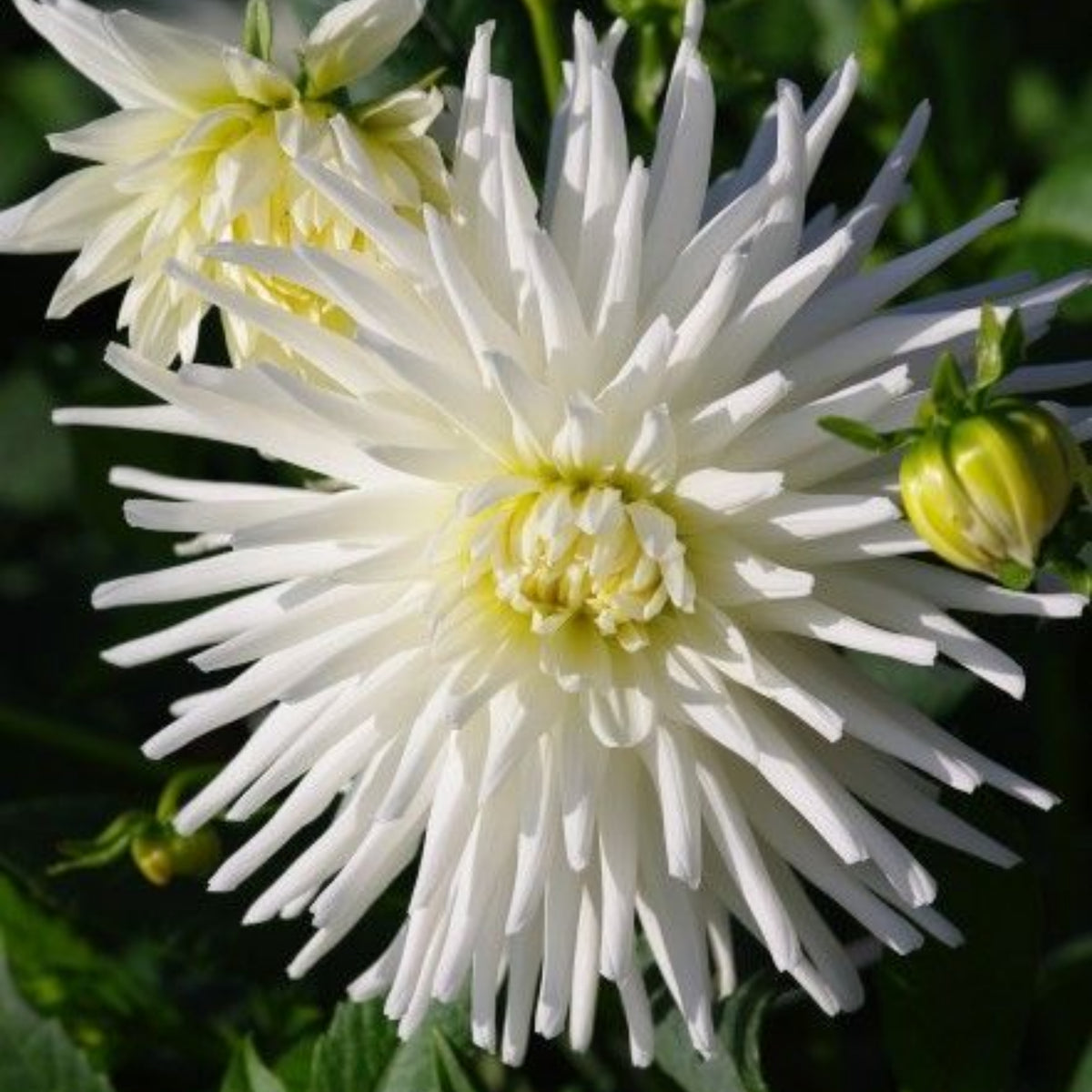 40+ Rare Seeds - All Triumph Dahlia Seeds, Container