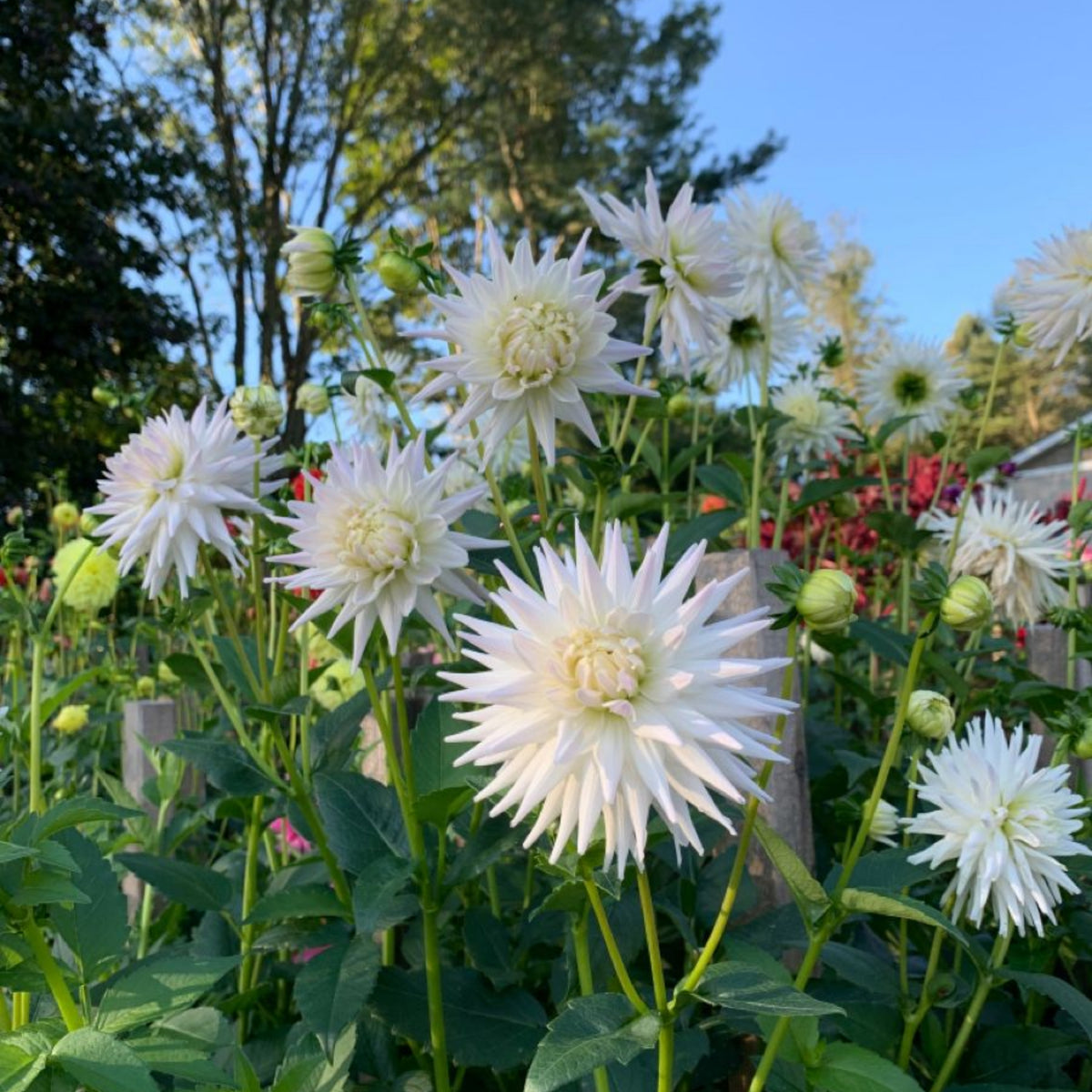 40+ Rare Seeds - All Triumph Dahlia Seeds, Container