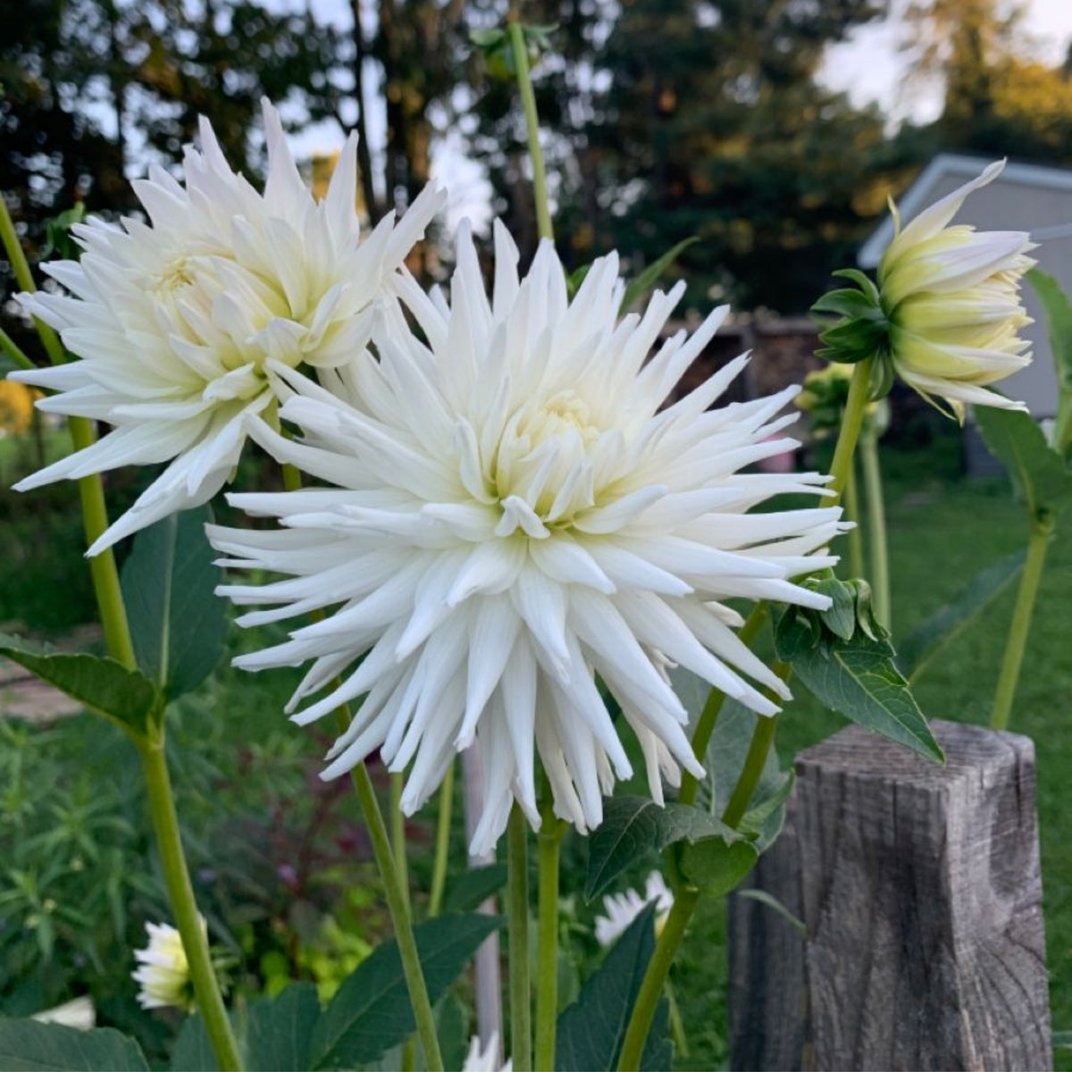40+ Rare Seeds - All Triumph Dahlia Seeds, Container